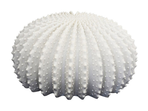 Lamp Ribbed Urchin